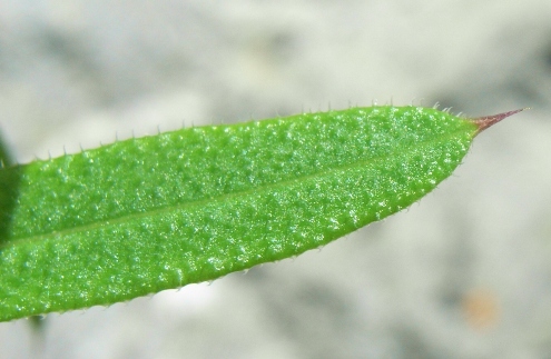 Galium aparine